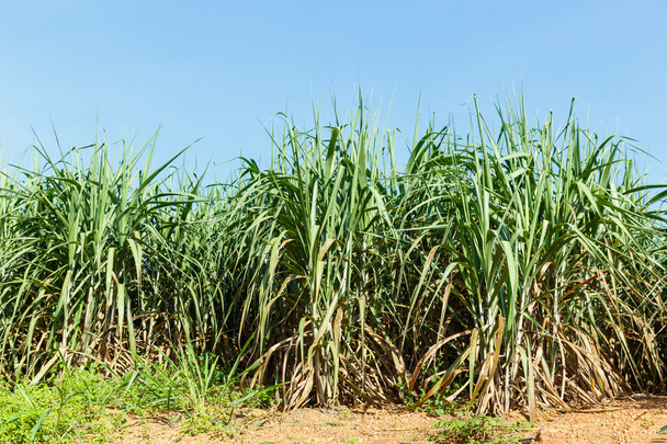 suikerriet plantage - Foto, afbeelding