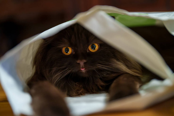 Funny cat climbed into the bag and hides. - 写真・画像