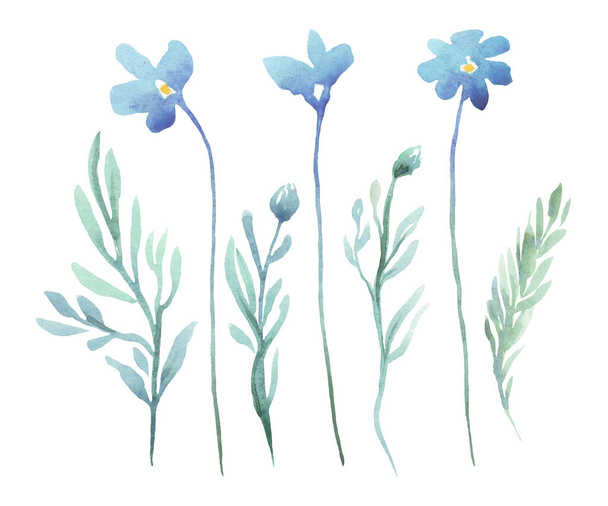 Forget me not  flowers. Watercolor illustration - Fotó, kép