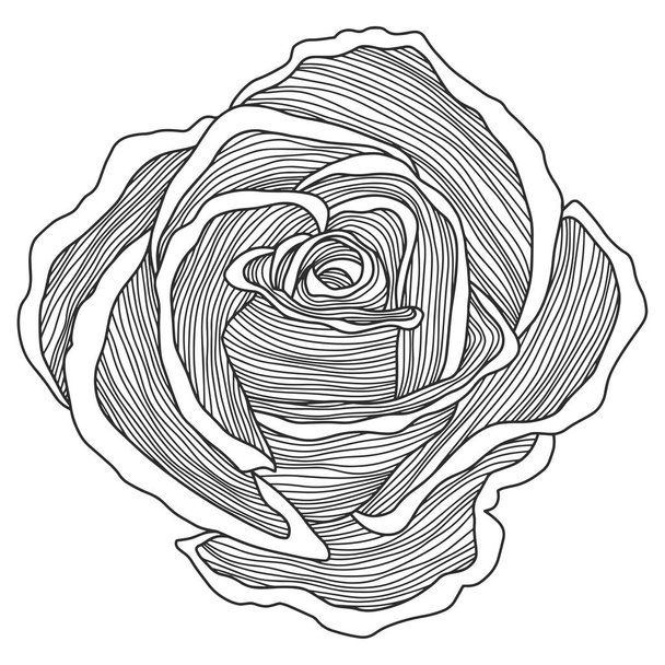 Rose flower outline vector. Hand drawn. - Vettoriali, immagini