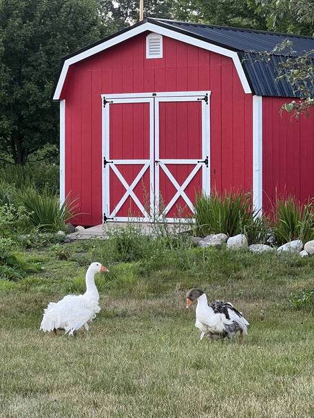 Geese Buddies in Rural Maine - Photo, Image