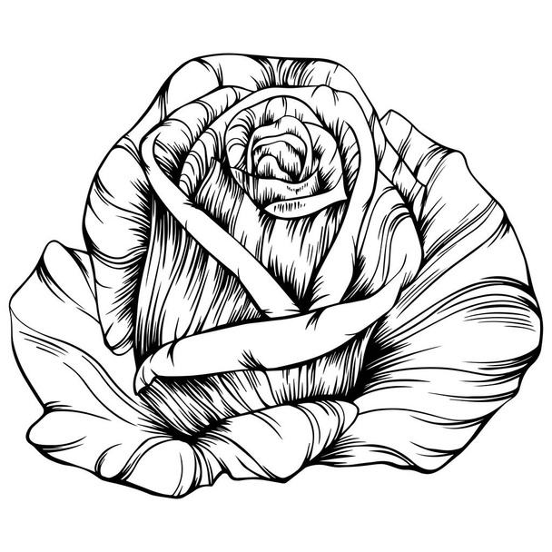 Rose flower hand drawn. Vector sketch on white background. - Vetor, Imagem