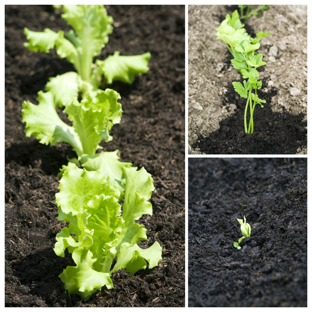 Planting vegetable garden - Photo, Image