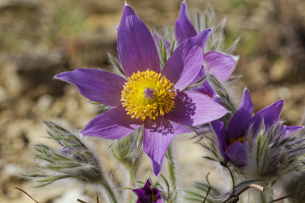 Pulsatilla vulgaris, Pasque flower or Common pasque flower from Europe - Photo, Image