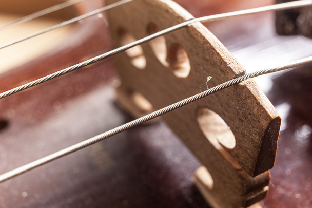 Violin Strings  - Photo, image