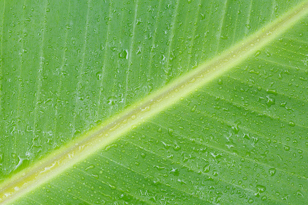 bananenblad - Foto, afbeelding
