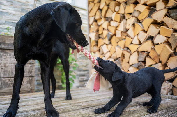Чорний лабрадор ретривер мама і її чарівний щеня грають і тягнуть за іграшку з фоном складених дерев'яних колод
. - Фото, зображення