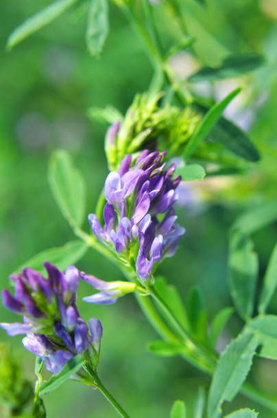 The field is blooming alfalfa, which is a valuable animal feed - Photo, Image