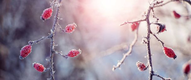 Κλαδιά τριανταφυλλιάς με κόκκινα μούρα καλυμμένα με πάγο ένα ηλιόλουστο πρωινό. Παγωμένο πρωινό - Φωτογραφία, εικόνα
