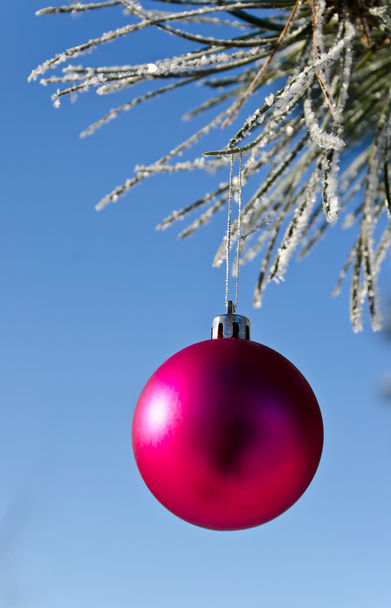 Christmas-tree decoration on a pine - Photo, Image