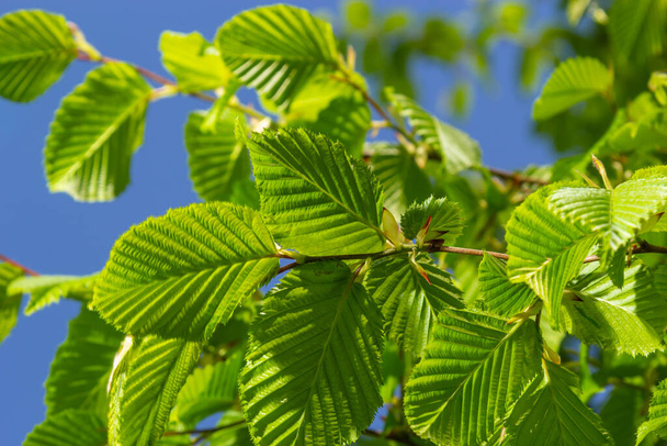 Young green new elm leaves on a branch against a blue sky. - Photo, Image