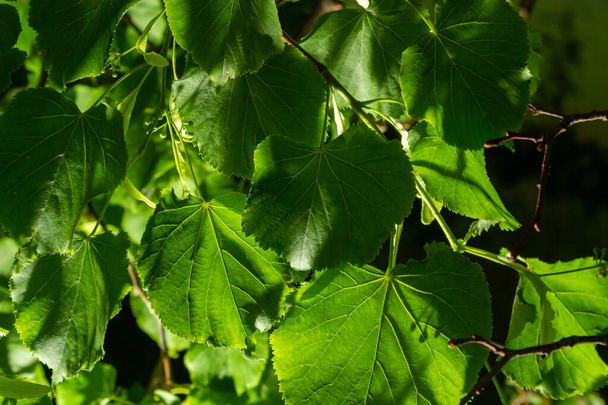 Close up view of linden tree before blooming on a summer's day. - Fotografie, Obrázek