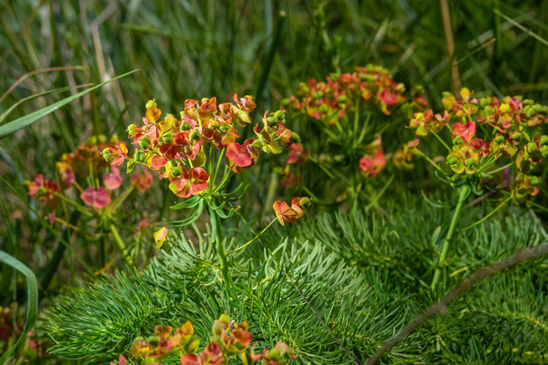 Cypress spurge euphorbia cyparissias - green natural herbal grass, plant in blossom. - Photo, Image