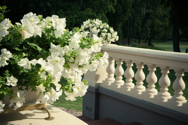 bílý květináč petúnií - Fotografie, Obrázek