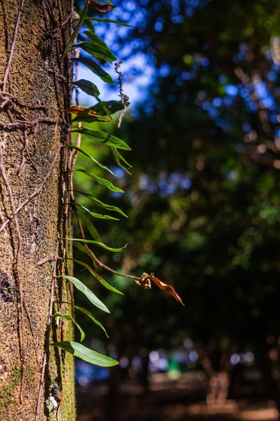 A vertical closeup of green leaves on a tree trunk. - Foto, Bild