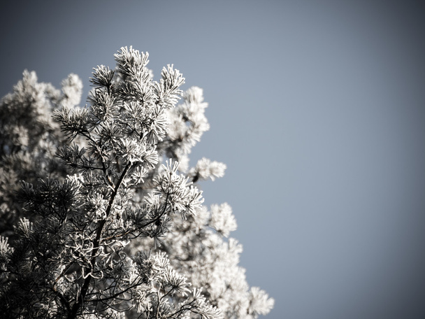 Weihnachten Hintergrund des verschneiten Waldes, gefrostete Baumkronen am Himmel.  - Foto, Bild