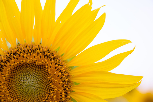 sunflower - Foto, imagen