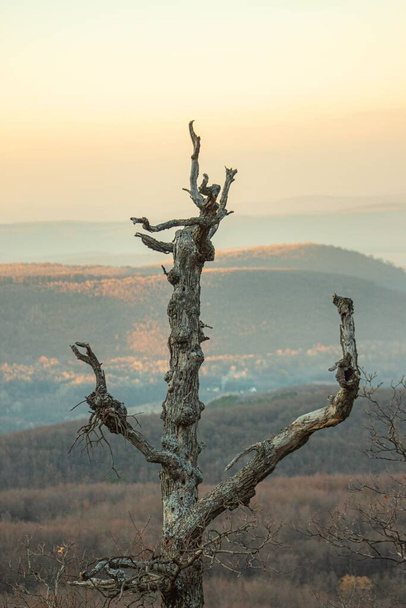 A vertical shot of dry tree against mountains - Fotó, kép