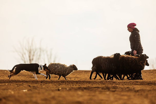 JESIN, CZECH REPUBLICK-20.2.2019: Coach shows how foraging flock of sheep with a dog, in the background is seen the famous hill Rip - Foto, imagen
