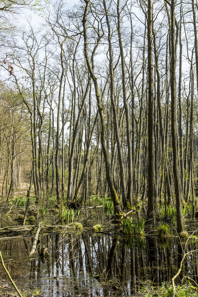 famosa zona pantanosa en el parque nacional de usedom
  - Foto, imagen