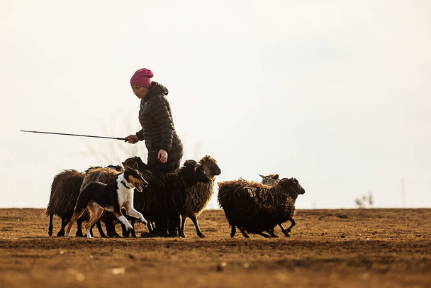 JESIN, CZECH REPUBLICK-20.2.2019: Coach shows how foraging flock of sheep with a dog, in the background is seen the famous hill Rip - Foto, imagen