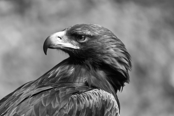 Closeup of a beautiful eagle - Foto, Bild