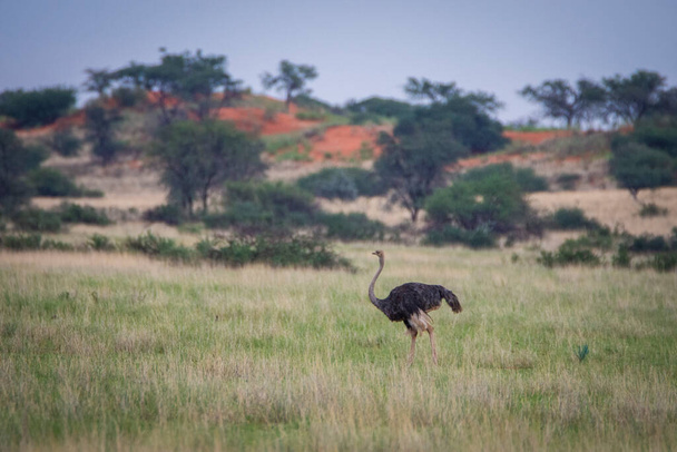 The ostrich or common ostrich, Struthio camelus, in Namibia desert. - Foto, Bild