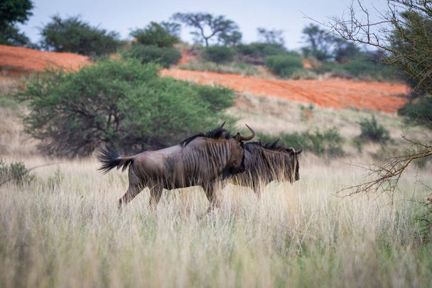 Blue wildebeest, Connochaetes taurinus, in Kalahari desert, Namibia. - Photo, image