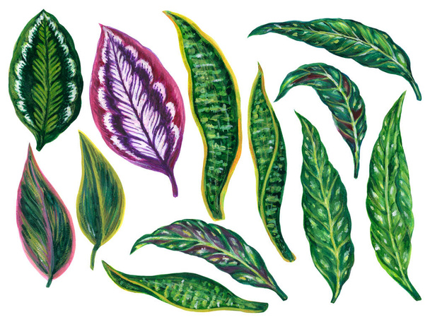 Watercolor illustration gouache  Botanical leaves collection tropical houseplants elements hand painted - Photo, image
