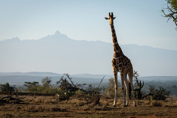 Reticulated giraffe stands with Mount Kenya behind - Foto, afbeelding