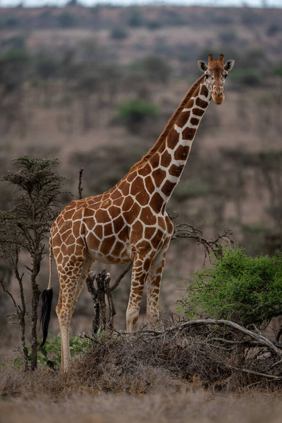 Вигнутий жираф стоїть спостерігати за камерою серед кущів
 - Фото, зображення