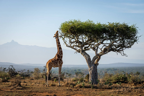 Reticulated giraffe stands stretching neck to browse - Valokuva, kuva