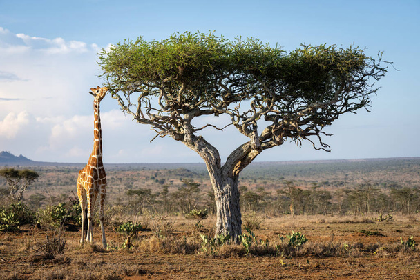 Reticulated giraffe stands stretching neck to branch - Fotoğraf, Görsel