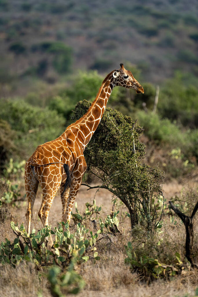 Reticulated giraffe stands staring beside bush - Photo, Image