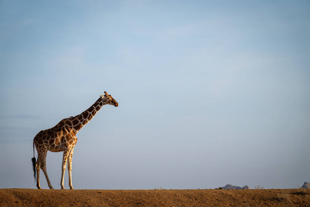 Reticulated giraffe stands on horizon in profile - Photo, Image