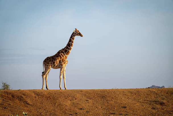 Reticulated giraffe stands on dam on horizon - Photo, Image
