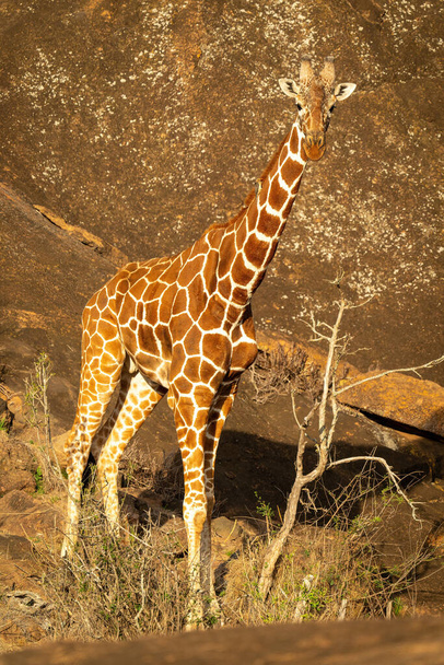Reticulated giraffe stands near steep rock face - Photo, Image