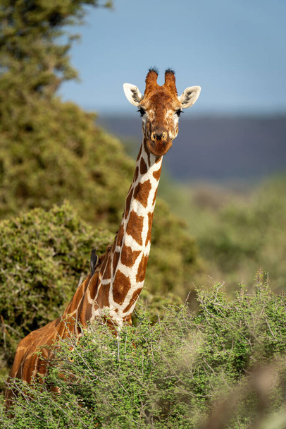 Reticulated giraffe stands in bushes watching camera - Foto, imagen