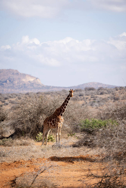 Reticulated giraffe stands in savannah among bushes - Fotoğraf, Görsel