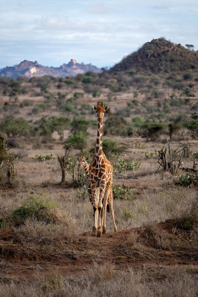 Reticulated giraffe stands in savannah with calf - Valokuva, kuva