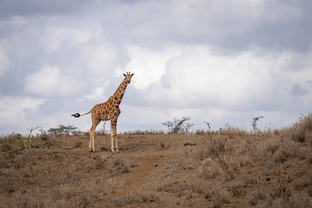 Reticulated giraffe stands in savannah swinging tail - Valokuva, kuva