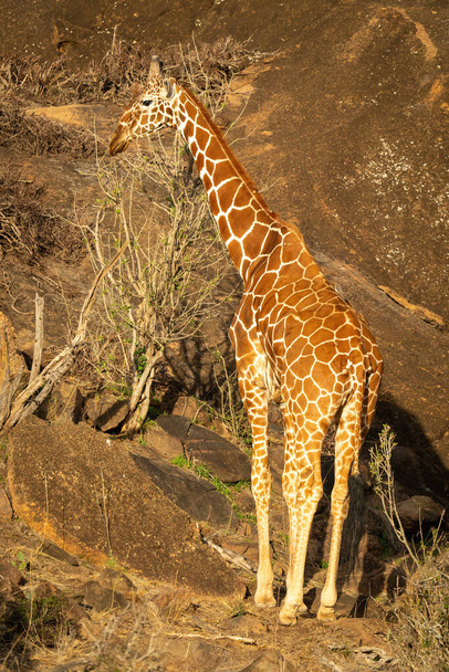 Reticulated giraffe stands by steep rock face - Photo, Image