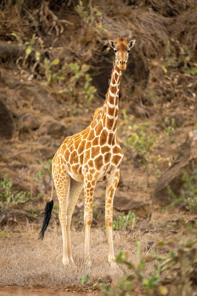 Reticulated giraffe stands eyeing camera near kopje - Photo, Image
