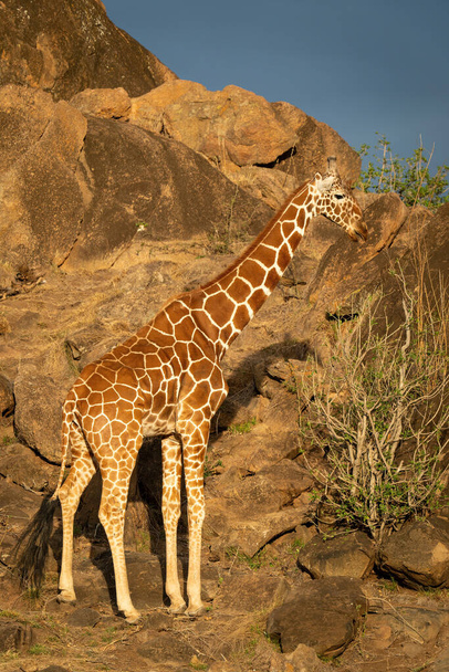 Reticulated giraffe stands by bush among rocks - Valokuva, kuva