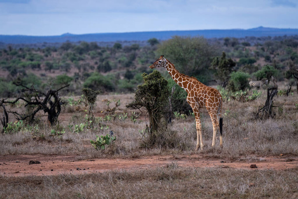 Reticulated giraffe stands by bush on savannah - Foto, afbeelding