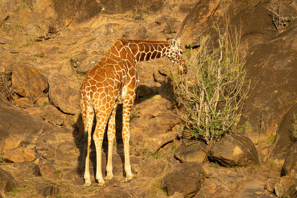 Reticulated giraffe stands browsing bush among rocks - Photo, Image