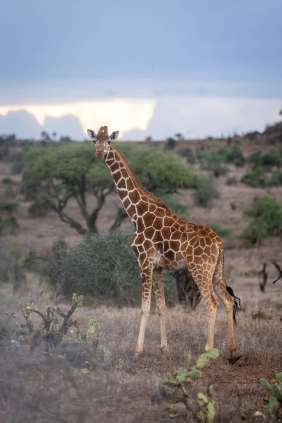 Reticulated giraffe stands amongst cactuses watching camera - Foto, Imagem