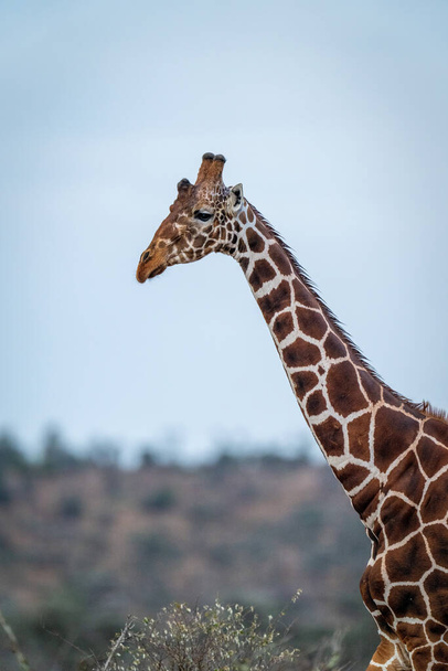 Reticulated giraffe standing under clear blue sky - Valokuva, kuva