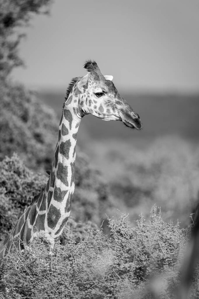 A reticulated giraffe stands surrounded by bushes. It has white fur with large brown spots. Shot with a Sony a1, a 600mm lens and a 1.4x teleconverter at Ol Jogi, Kenya, in April 2022 - Photo, Image