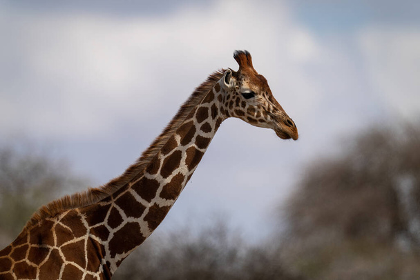 Close-up of reticulated giraffe with trees behind - Photo, Image
